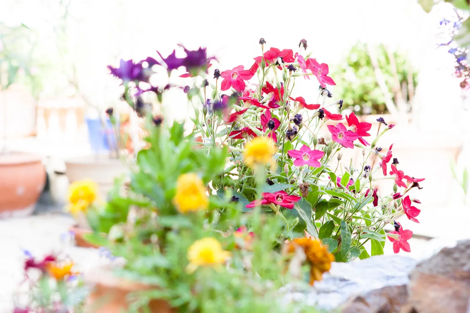 Colourful flowers outside the guesthouse